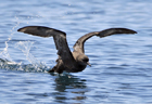 Shearwater short-tailed 103029.jpg